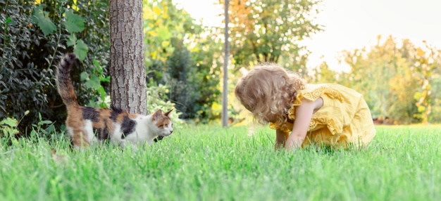 Quels jouets emmener quand on emmène son chat à la montagne ?